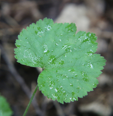 Pimpinella tripartita