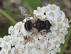 Eristalis arbustorum