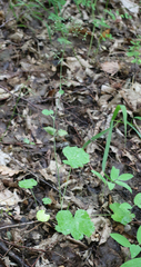 Pimpinella tripartita