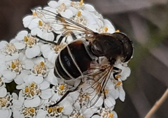 Eristalis arbustorum