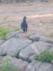 Columba livia domestica