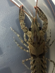 Procambarus suttkusi