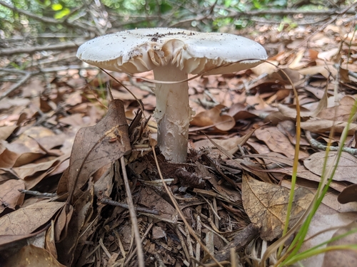 Amanita mutabilis image