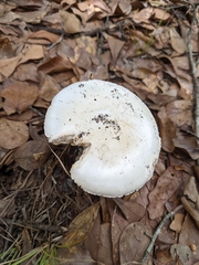 Amanita mutabilis image