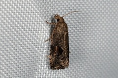 Endothenia nubilana