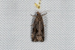 Endothenia nubilana