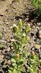 Brickellia greenei