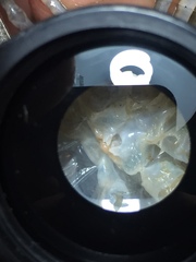 Procambarus suttkusi