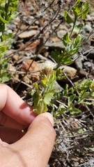Brickellia greenei