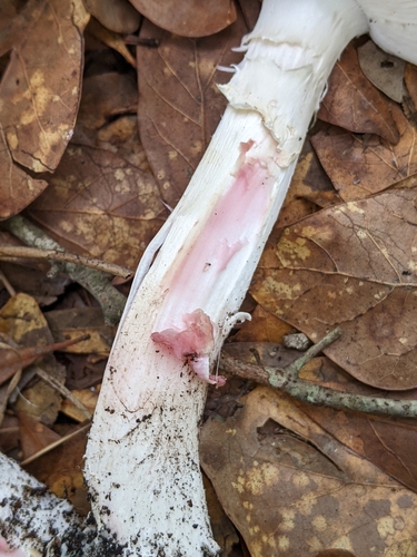 Amanita mutabilis image