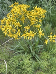 Senecio lugens