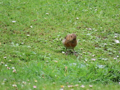 Erithacus rubecula