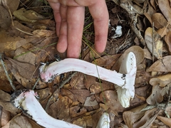Amanita mutabilis image