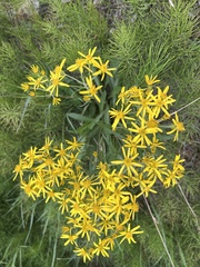 Senecio lugens