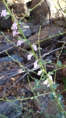 Sairocarpus vexillocalyculatus breweri