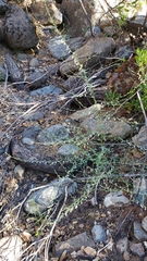 Sairocarpus vexillocalyculatus breweri