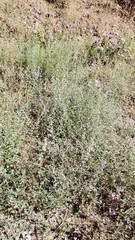 Sairocarpus vexillocalyculatus breweri