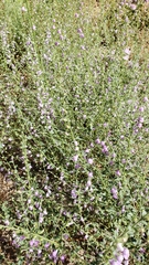 Sairocarpus vexillocalyculatus breweri