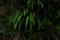 Blechnum mochaenum