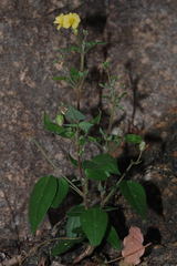 Oxalis frutescens