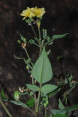 Oxalis frutescens
