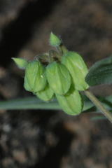 Oxalis frutescens