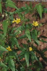 Oxalis frutescens