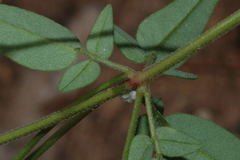 Oxalis frutescens
