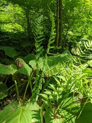 Dryopteris × uliginosa