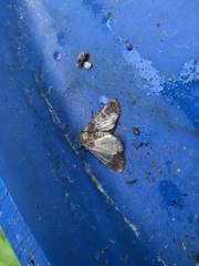 Acronicta megacephala