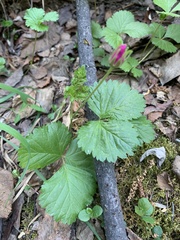 Rubus arcticus