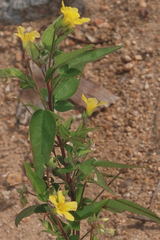 Oxalis frutescens
