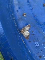 Acronicta megacephala