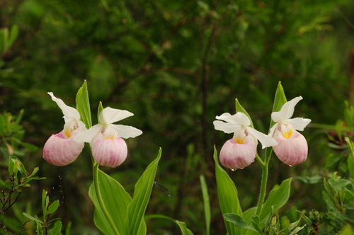 Showy lady slipper (Cypripedium reginae)