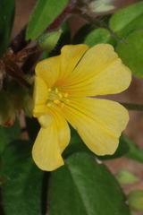 Oxalis frutescens