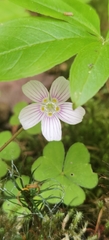 Oxalis montana image