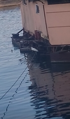 Egretta garzetta