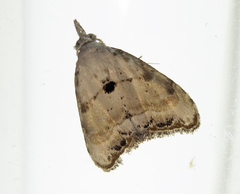 Nola chlamitulalis