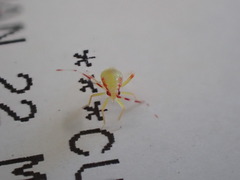 Campyloneura virgula