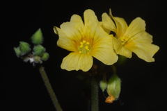 Oxalis frutescens