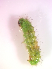 Dejongia lobidactylus