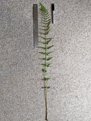 Dryopteris × uliginosa