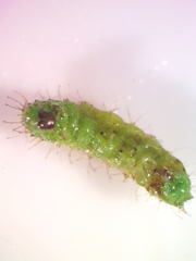 Dejongia lobidactylus
