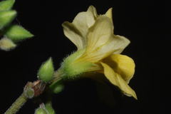 Oxalis frutescens