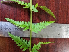 Dryopteris × uliginosa