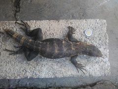 Ctenosaura pectinata