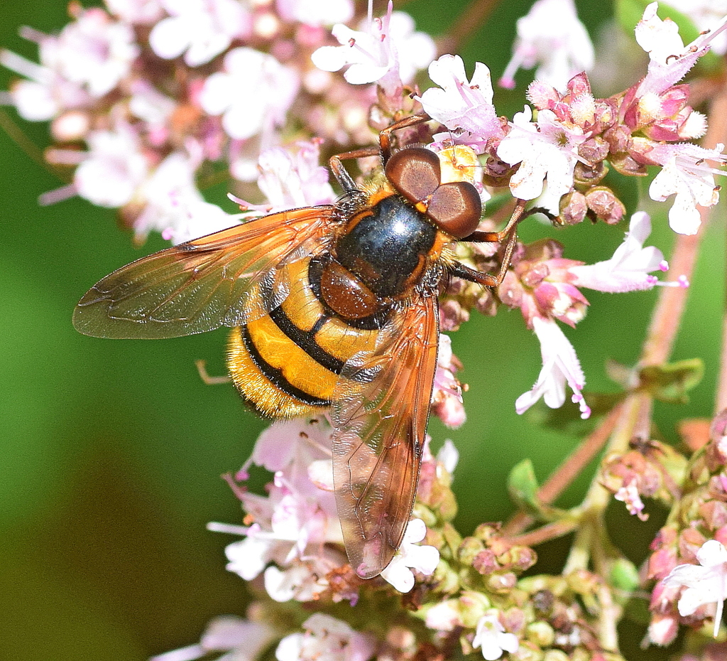 Volucella inanis