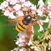 Lesser Hornet Hoverfly - Photo (c) Kostas Zontanos, some rights reserved (CC BY-NC), uploaded by Kostas Zontanos