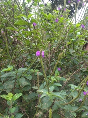 Stachytarpheta urticifolia