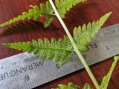 Dryopteris × uliginosa